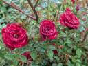 Galaxy rose photo