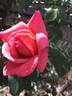 Autumn Evening rose photo