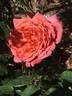 Autumn Evening rose photo