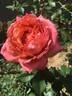Autumn Evening rose photo