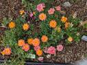Orange Honey rose photo