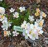 Simplex rose photo