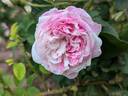 Centifolia Variegata rose photo