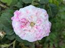 Centifolia Variegata rose photo