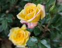 Rainbow's End ™ rose photo