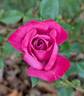 Winsome ™ rose photo