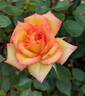 Tracey Wickham rose photo