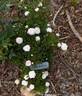 Cinderella rose photo