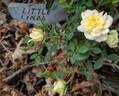 Little Linda rose photo