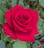 Olympiad ™ rose photo