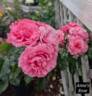 Anne Birnhak rose photo