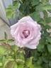 Lagerfeld rose photo