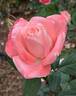 Barbara Bush ™ rose photo
