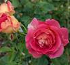 Condesa de Sástago rose photo