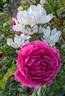 Othello rose photo