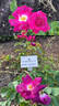 Andenken an Anke Kuhbier rose photo