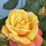A Lady Never Tells rose photo