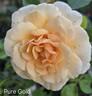 Pure Gold ™ rose photo