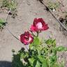 Burgundy Iceberg rose photo