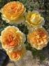 Molineux rose photo