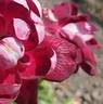 Burgundy Iceberg rose photo