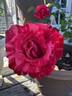 Red Intuition rose photo