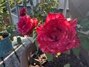 Red Intuition rose photo