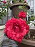 Red Intuition rose photo