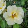 Topaz Jewel rose photo