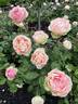 Euphoria rose photo