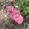 Pink Parfait rose photo