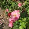 Pink Parfait rose photo