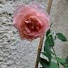 Botticelli ® rose photo