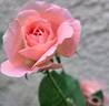 Botticelli ® rose photo