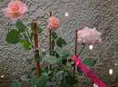 Botticelli ® rose photo