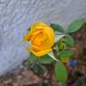 Eureka ® rose photo