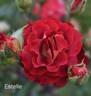 Estelle de Meilland ® rose photo