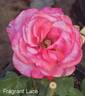 Fragrant Lace ™ rose photo