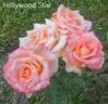 Hollywood Star rose photo