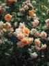 AM322 rose photo
