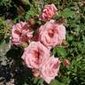 Gene Boerner rose photo