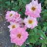 Pink Parfait rose photo
