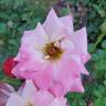 Pink Parfait rose photo