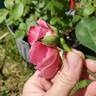 Candy Stripe rose photo