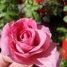 Candy Stripe rose photo