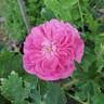Baronne Prévost rose photo