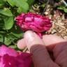 Eugène de Beauharnais rose photo