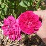 Eugène de Beauharnais rose photo