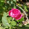 Eugène de Beauharnais rose photo