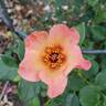 Ringo All-Star ™ rose photo